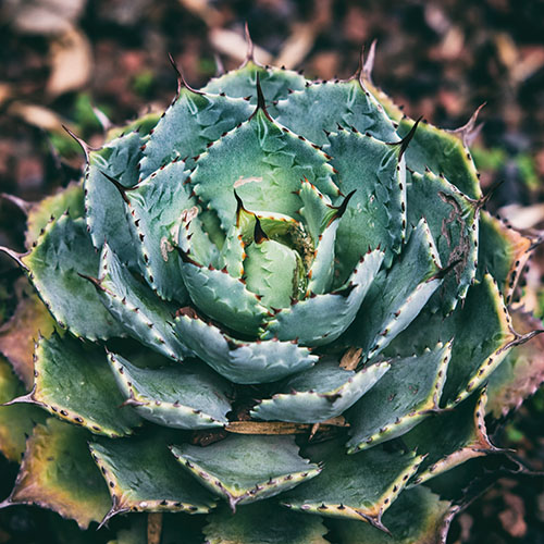 Каталог шматгадовых раслін