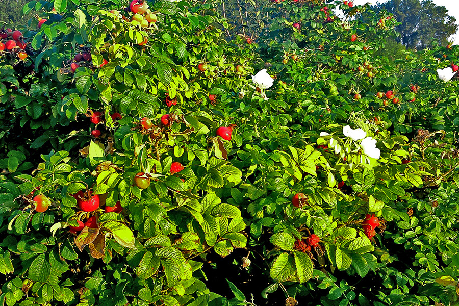 Шматгадовыя расліны ў гадавальніку DĘBSCY