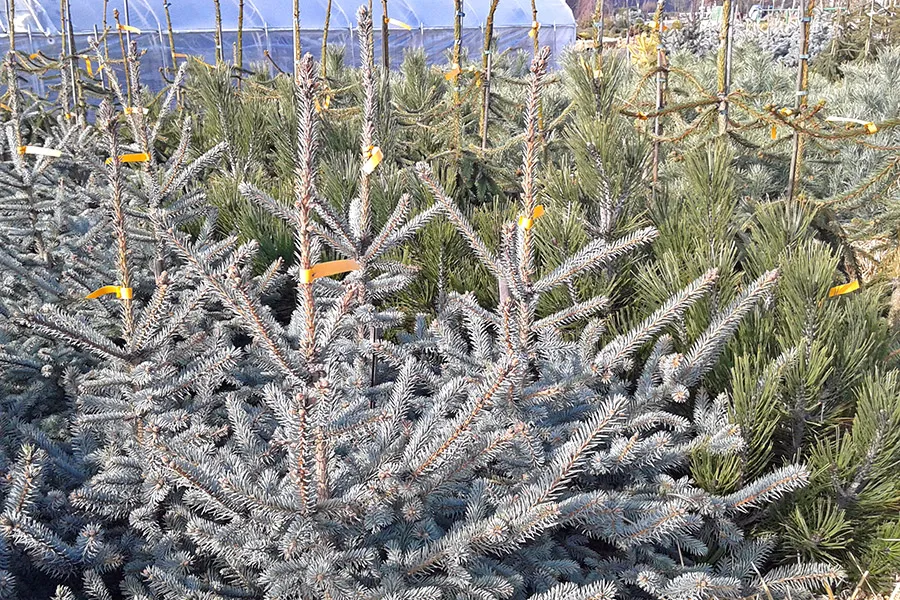 Іглічныя дрэвы