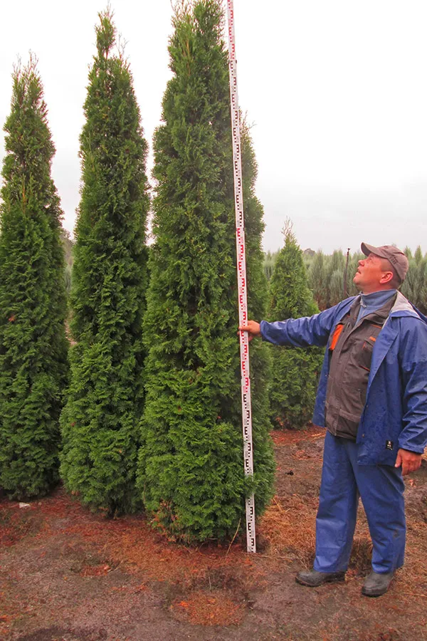 Іглічныя дрэвы