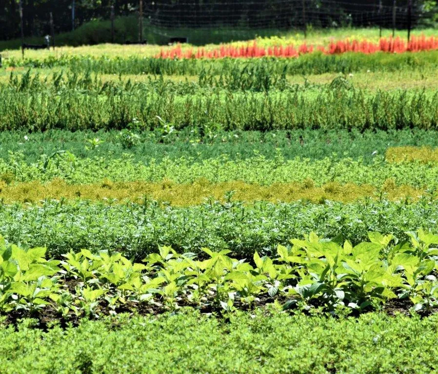 Расліны ў гадавальніку