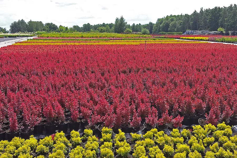 Лісцяныя дрэвы