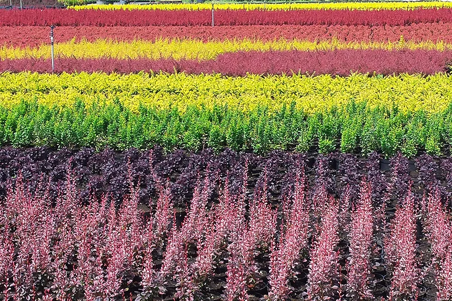 Іглічныя дрэвы