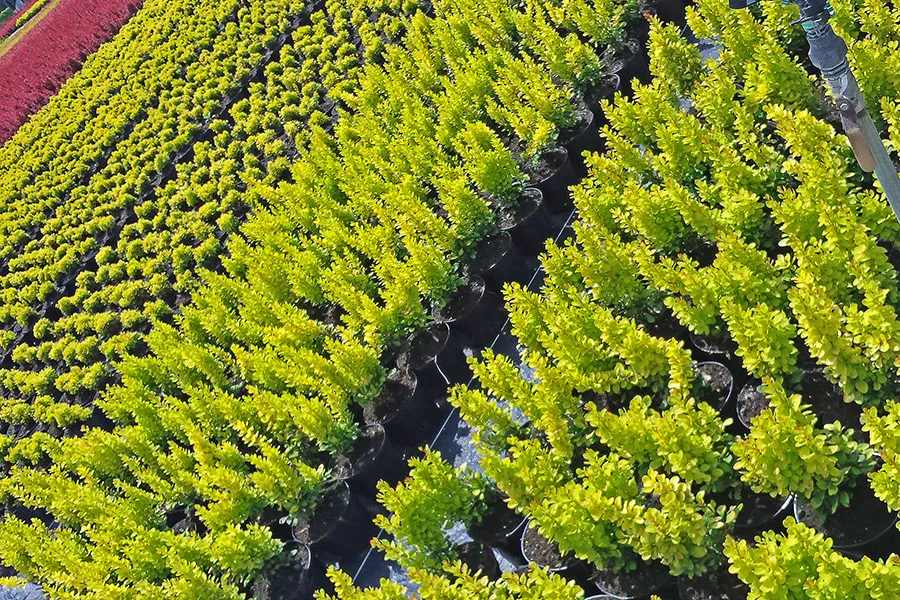 Завод продажаў двора