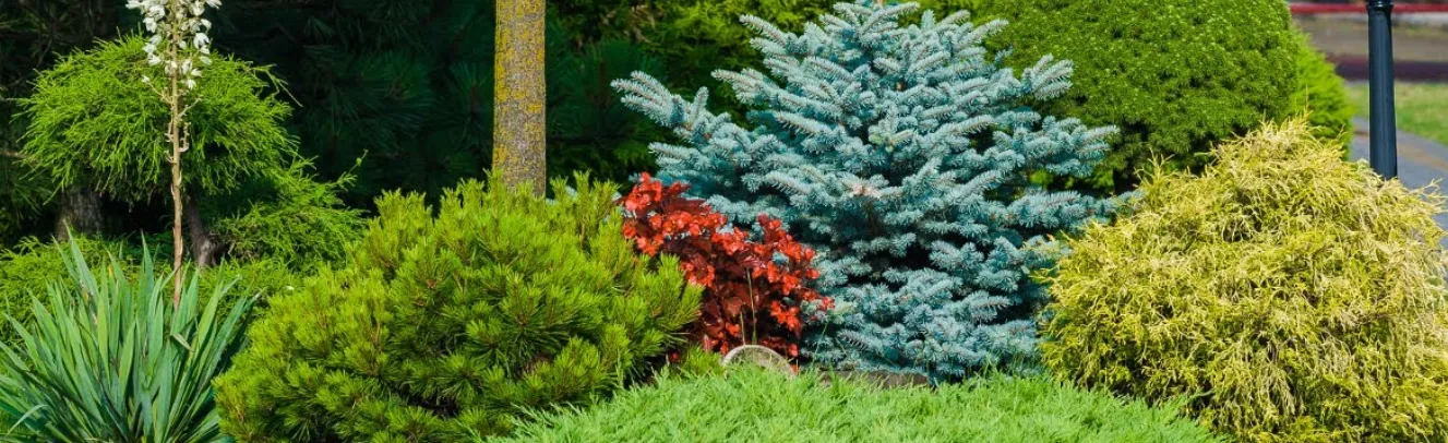 Вялікае поле з гадавальнікам дрэў і кустоў