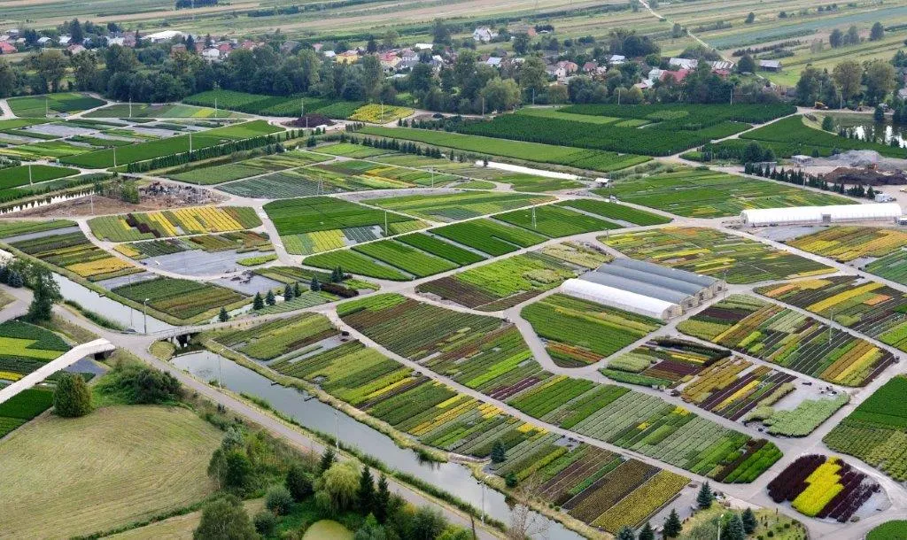 Каталог іглічных дрэў