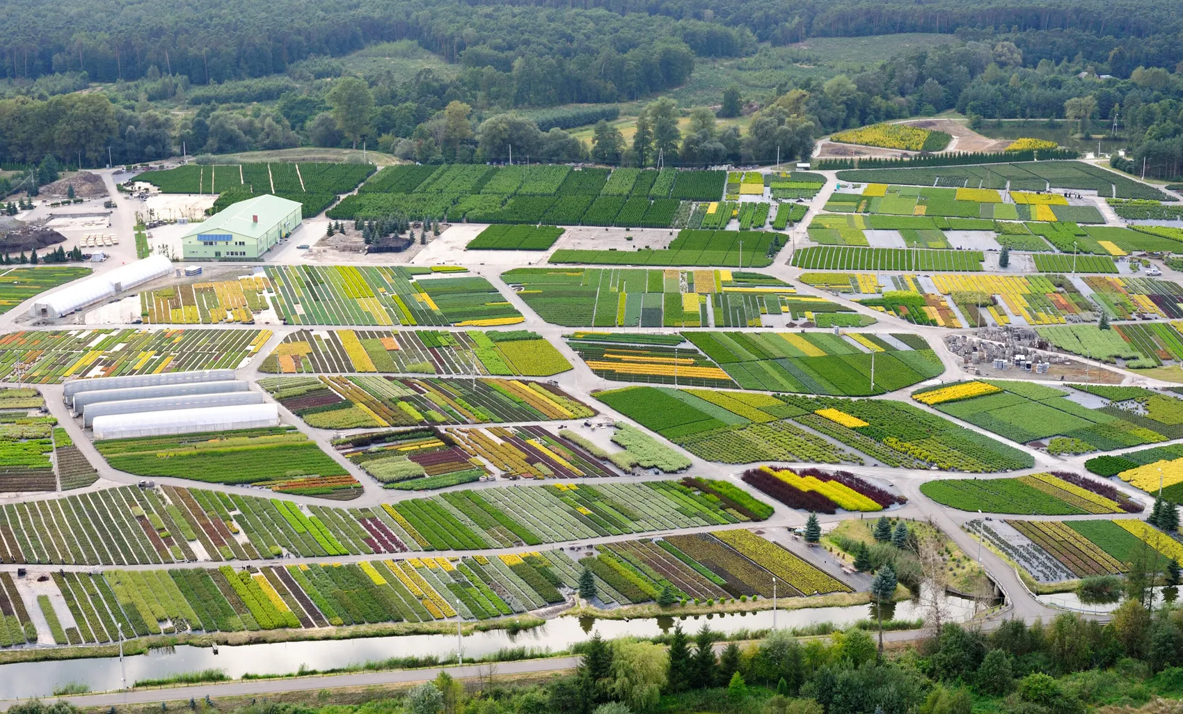 Лісцяныя дрэвы ў гадавальніку DĘBSCY